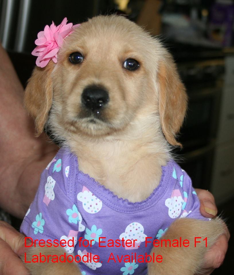 precious puppies hutton s precious puppies available labradoodle puppies precious puppies hutton s precious puppies available labradoodle puppies
